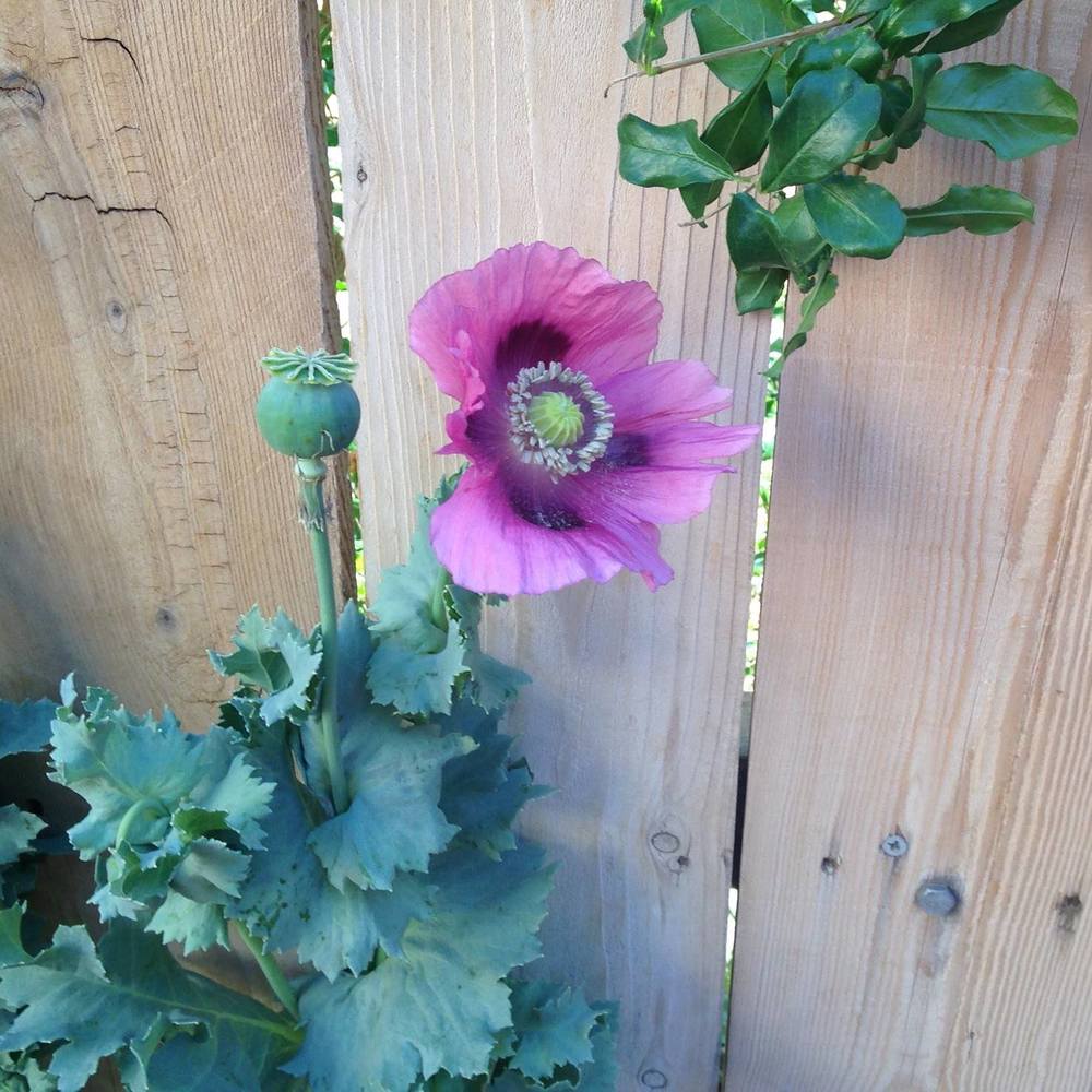 Meet your Posher, Sylvia